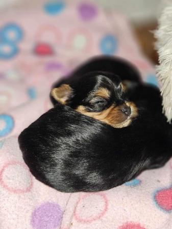 Image 2 of Miniature Yorkshire Terrier puppies for sale!