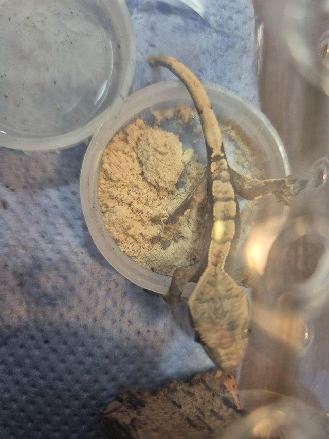 Red and lilly white gecko — photo 2 of 4