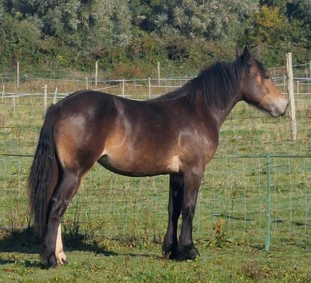 Preview of the first image of Yearling Registered Percheron cross Cob Filly.