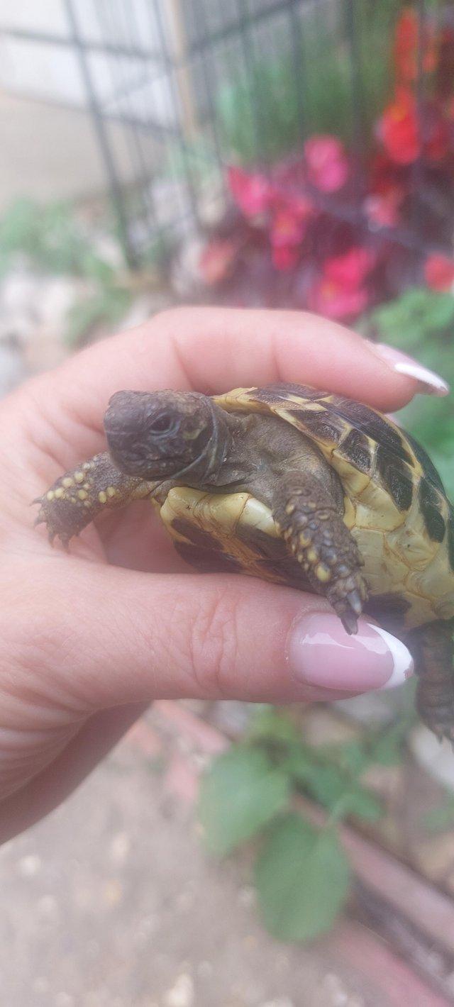 Friendly, active one year old Herman Tortoise. — Pets & Animals in Harwich