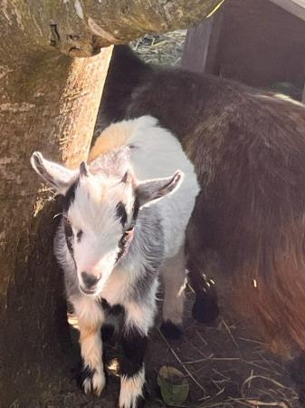 Image 3 of Pygmy goat kid male (castrated)