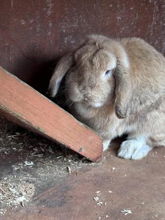 Image 5 of Male lop rabbit friendly rabbit