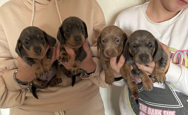 Image 2 of Beautiful miniature dachshund puppies