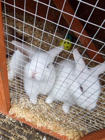 Image 2 of 10 week old bunnies 2 white and 1 grey