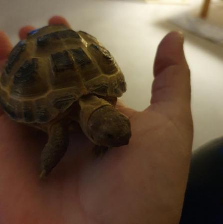 Image 3 of Horsefield tortoise. Approximately 4 years old.