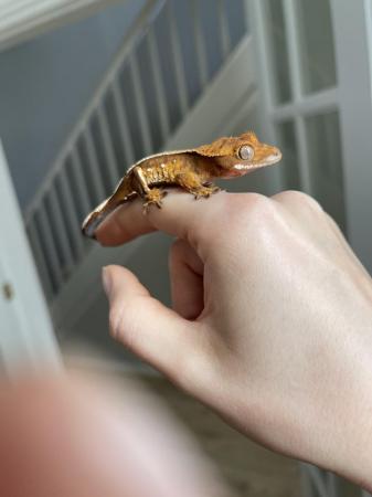 Image 2 of High Quality Tricolor juvie Crested Gecko with portholes
