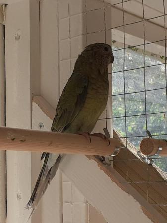 Image 4 of Red rump parakeets for sale