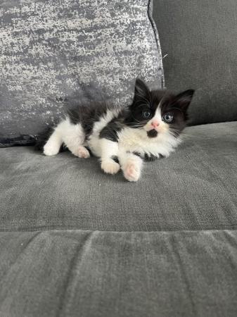 Image 5 of 2 black and white mixed breed Kittens