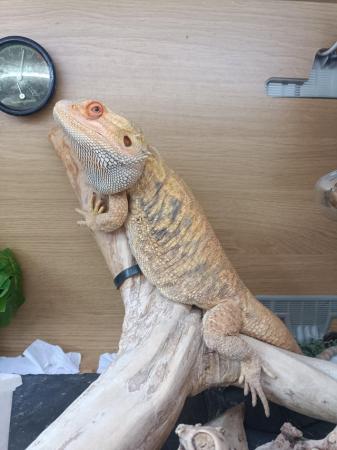 Image 5 of Bearded dragon for sale with set up