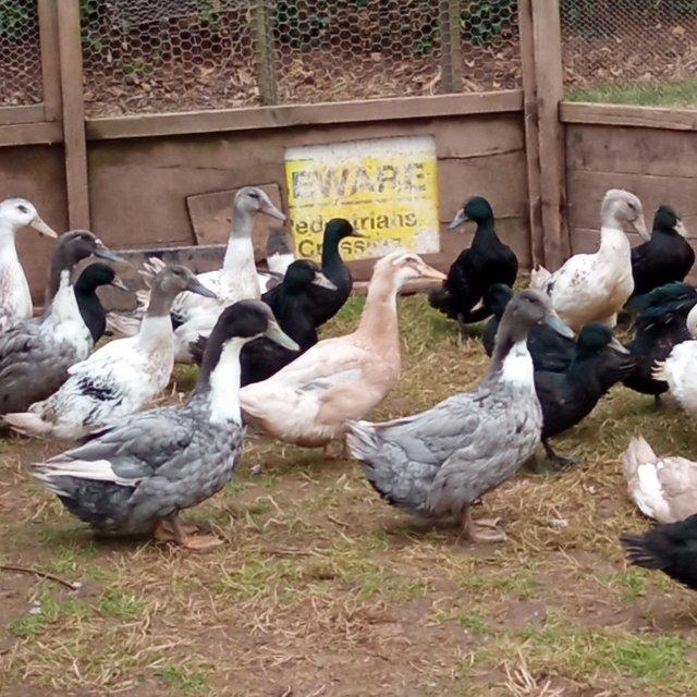Preview of the first image of Free range Pure breed ducks for sale.