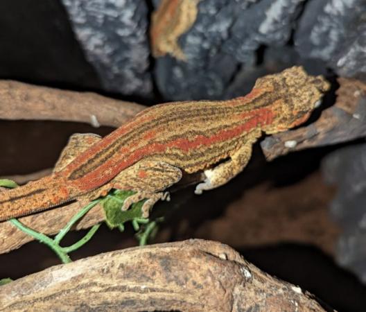 Image 3 of RED Stripe Gargoyle Gecko, CB23