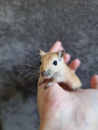 Image 2 of Hand tame baby gerbils ready for new homes!