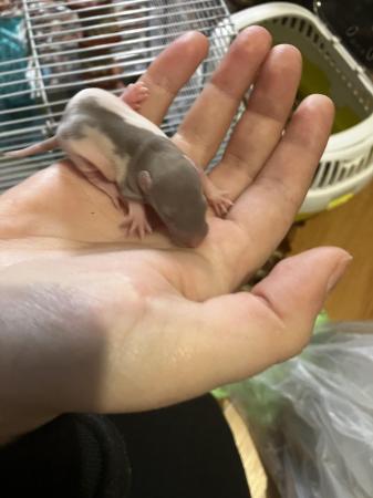 Image 10 of Not ready to leave till June Surprise litter fancy rats