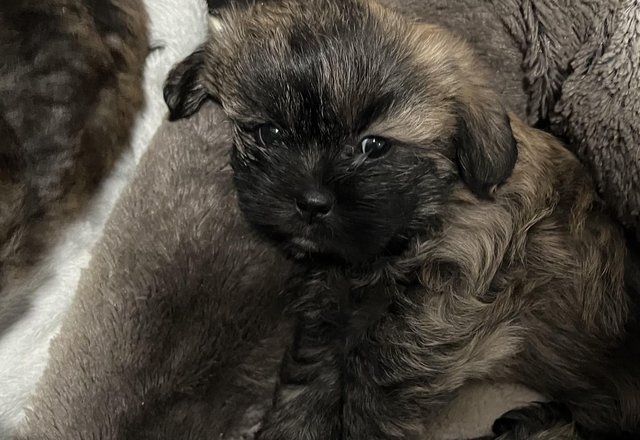 Image 5 of 4 Beautiful Shorkie Puppies for sale - Shih Tzu Cross