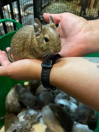 Image 4 of Beautiful Degus available for Sale