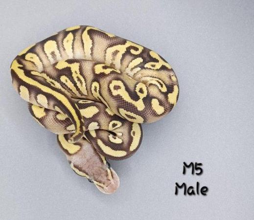 Image 15 of Various Hatchling Ball Python's CB23 - Availability List