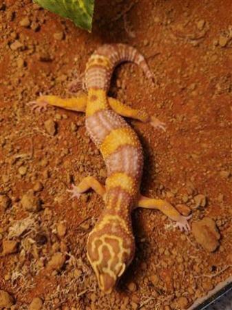 Image 4 of Leopard Geckos for sale (optional setups)