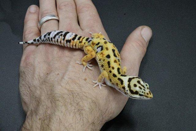 Image 4 of Leopard Gecko (normal bold bandit cross) (hatch7/8/23)