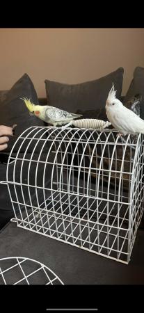 Image 5 of 2 male cockatiels with cage