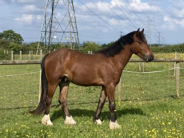 Image 13 of two year old gelding to make 14.2hh