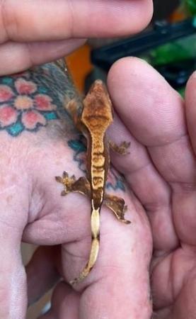 Image 5 of Various young Crested Geckos, different morphs and colours