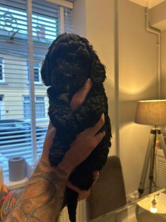 Image 2 of 6 week old F1 cavapoos for sale
