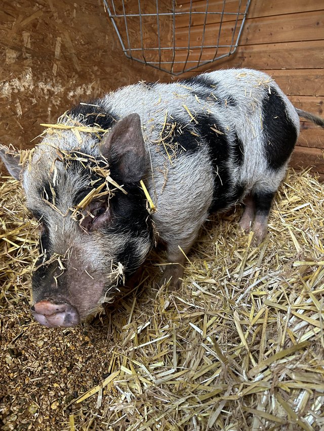 Preview of the first image of Kune Kune Male Pig. Very friendly.