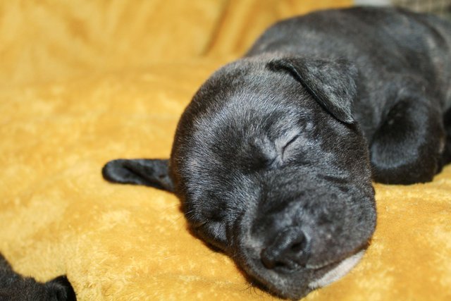 Image 1 of Ready now! blue/black + blue/fawn staffies