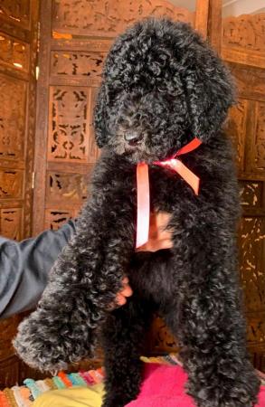 Image 12 of Standard Poodle Puppies ready now