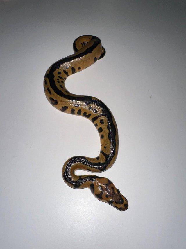 Preview of the first image of Spotnose Clown Royal Python Female.