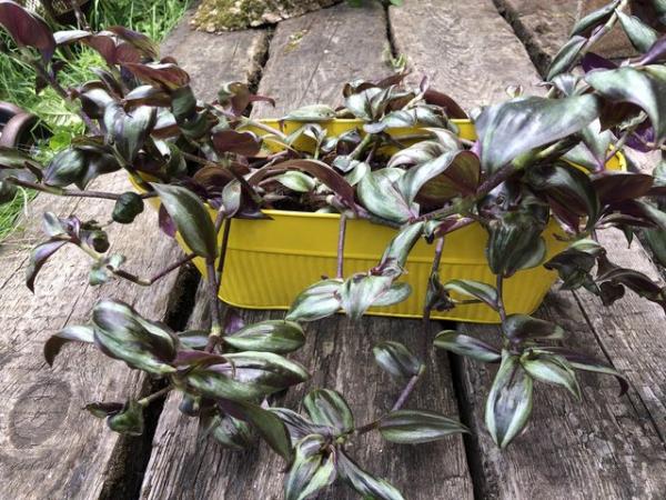 Image 2 of Tradescantia house plant tray for sale