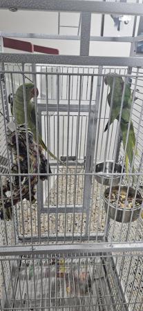 Image 5 of Male and female alexandrine parrots