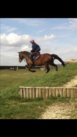 Image 3 of Roxy 14hh part bred welsh D mare