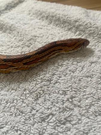 Image 1 of Almost 4 year old corn snake with vivarium