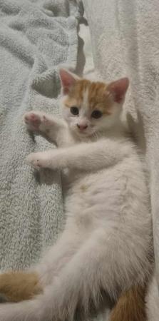 Image 7 of Beautiful kittens now available