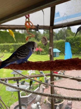 Image 1 of Budgies from family AveryDifferent Colours Available