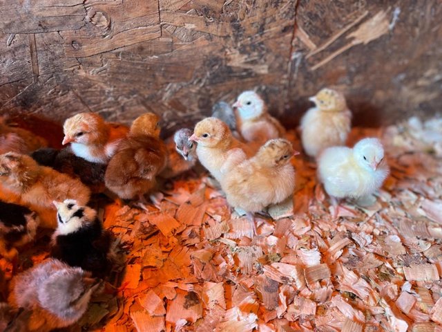 Preview of the first image of Orpington Chicks (Un-sexed) - 1 week old.