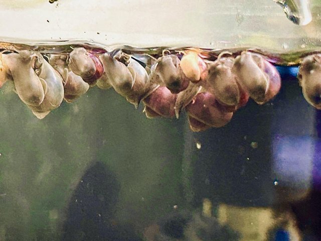 Preview of the first image of Mystery aquatic aquarium snail purple, blue, magenta, ivory.