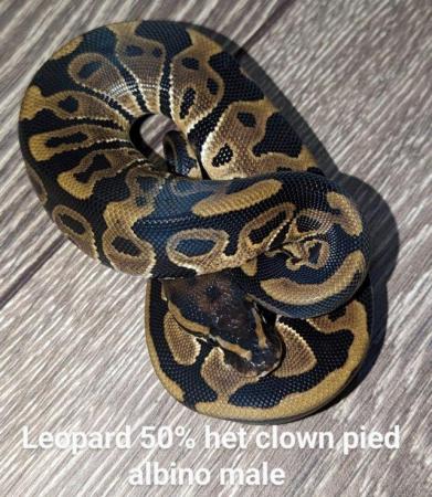 Image 13 of Reduced royal python morphs hatchlings and adults