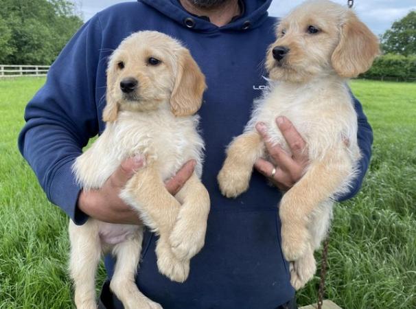 Image 1 of Labradoodle puppies 2 boys and 1 girl