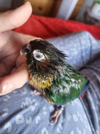 Image 2 of Two green cheek conures