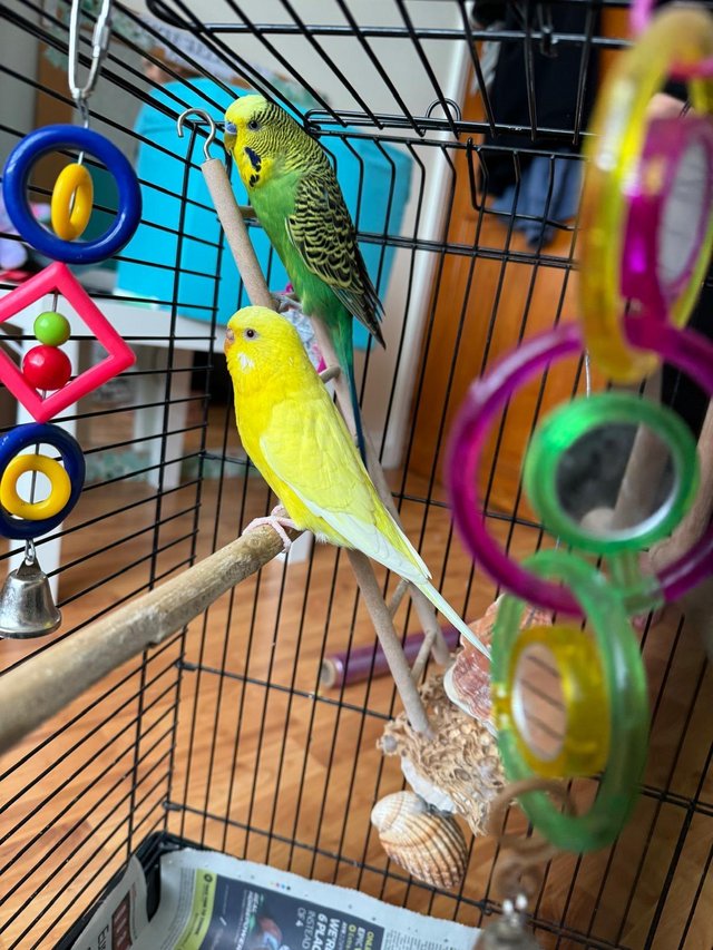 Preview of the first image of Two goergeous young budgie with cage and stand.