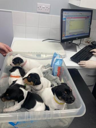 Image 7 of Jack Russell puppies ready to go in 3 weeks