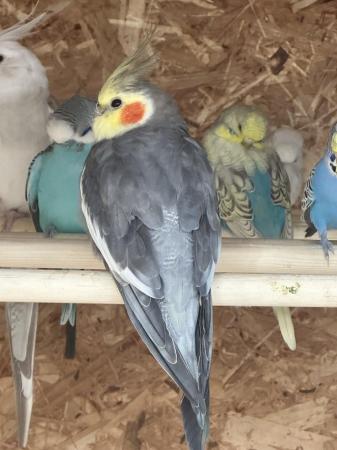 Image 4 of 6 month old cockatiels top aviary birds