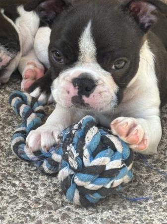 Image 11 of KC Reg Exceptional Boston Terrier Puppies