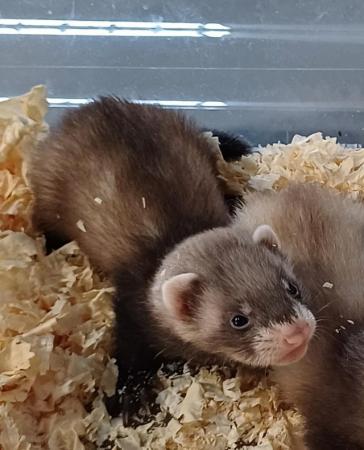 Image 14 of Ready To Collect,Baby Ferrets For Sale,Hobs and Jill's Avail