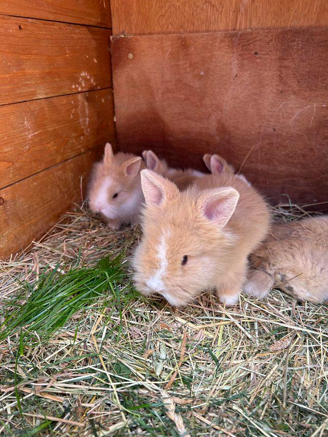 Preview of the first image of 3 and 4 month old lion head rabbits (1 girl and 2 boys left.