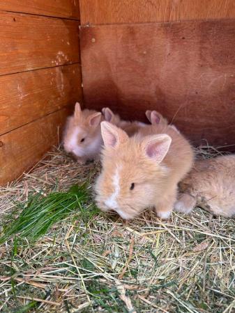 Image 1 of 3 and 4 month old lion head rabbits (1 girl and 2 boys left