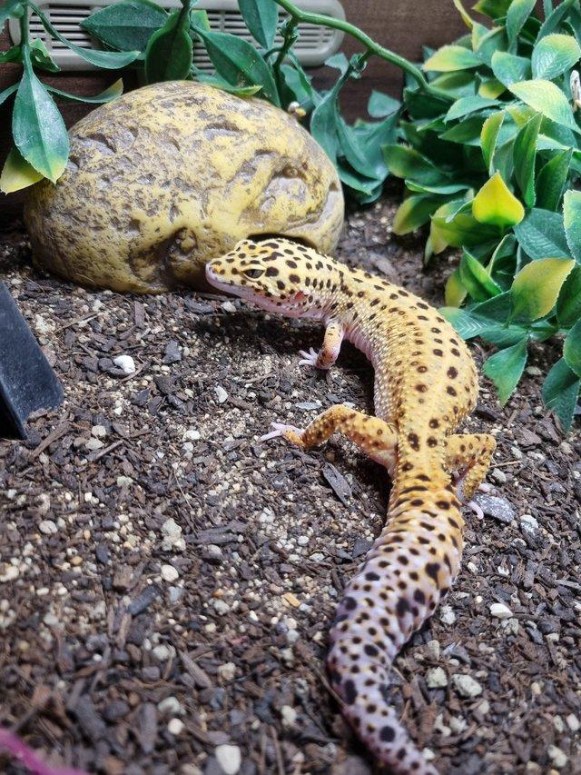 Preview of the first image of Stunning Bright Leopard Gecko.