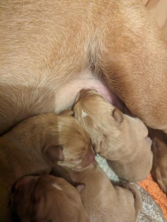 Image 2 of Fox red Labrador puppies, view with Mum and Grandma